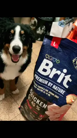 Brit premium ! Raza grande (L) presentación de 15 kg #bernesemountaindog #sashvetperu #healthypets #britpremium