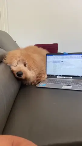 Working from home is harder than expected. #readySETgo #doglover #dogchchallenge #cutedog