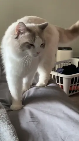 Ghost makes me wish I could take a nap too