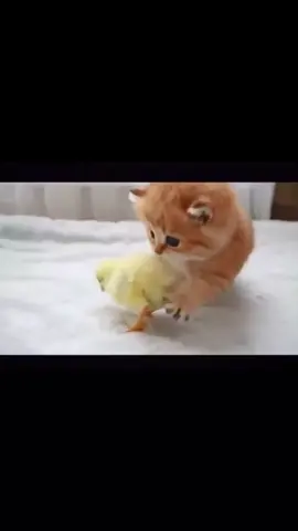 Can we be friends?#fyp #foryou #foryoupage #cats #catsoftiktok #animals #friends #funny