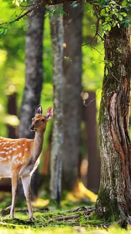 IG:free_spirit_travelerr, Thank you for following #fyp #nature #deer #animals #relax