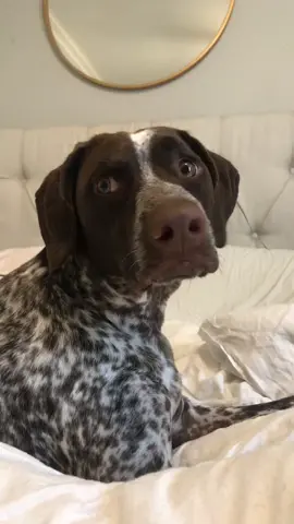#germanshorthairedpointer #gsp