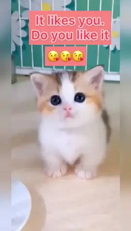 #pet #cat #baby #foryou #fyp #petlovely