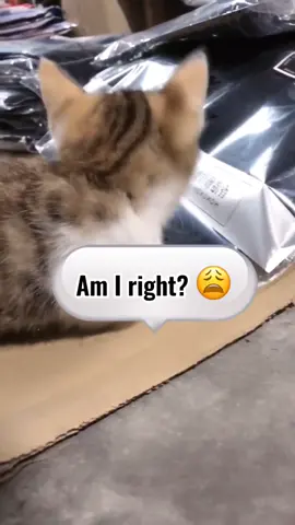 Will you love me?😿#cat #catsoftiktok #kitten #catlover #kittenlove #pet #petlover #foryou #fyp