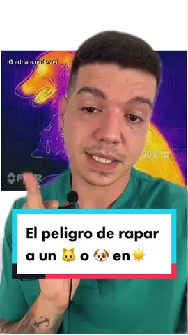 Creo que con la imagen queda claro ✌🏽 IG adrianconde.vet❤️ #veterinario #AprendeConTikTok #sabiduriatiktok #perros #calor #gatos #salud #boy