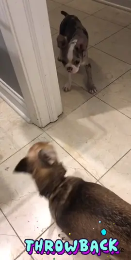 Flashback Friday baby Stoli!!! Don’t mess with boss tequila! #fyp #foryourpage #foryou #frenchton #MyOrder #DateNight #petstiktok #dog #viral #momlife