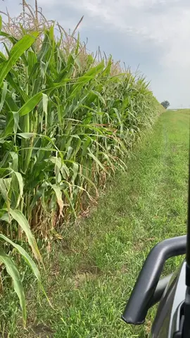 Will show popcorn harvest and how we process and clean it in the winter! #southdakotacheck #farm #farmer #popcorn #corn #foryoupage #fyp