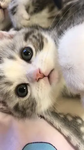 Wait till the end and u will get a kiss.😽😽❤️#cat #catlove #foryou #foryoupage