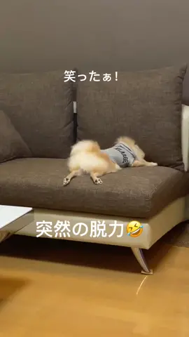🐶こんな脱力の仕方ある！？！？🐶#犬#いぬのいる暮らし #ポメラニアン#癒し#PONZ#いぬ部 #犬のいる生活 #犬だね