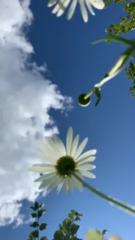 Мир глазами других 🐛🐜🦎 #природа#счастье#любовь#братьянашименьшие#ромашки#цветы#небо
