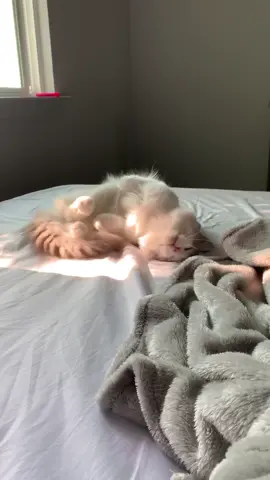 This is how I know Ghost needs his belly rubbed
