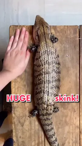 This is one big bluetongue skink, he’s ADORABLE 🤪 His name is TikTok!! 😱 #fyp #skink #reptile #exoticpets #GoSkate