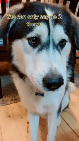 Will you?🥺#tiktok #australiacheck #scc💚 #fyp #foryoupage #tiktokdog #viral #trends #4u #topdog #foryou #savetiktok2020 #treatyourpet #reallife