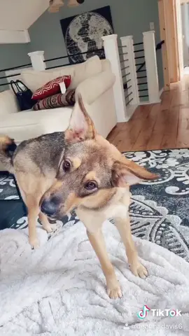 #dogreaction #fyp #ChemicalHearts #foryou #SmallBite #FitCheck