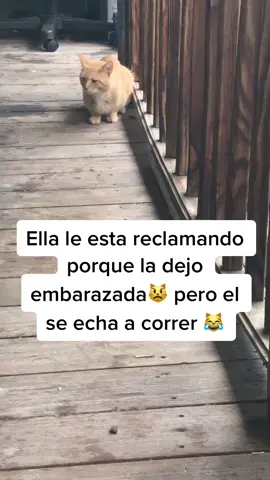 #cats