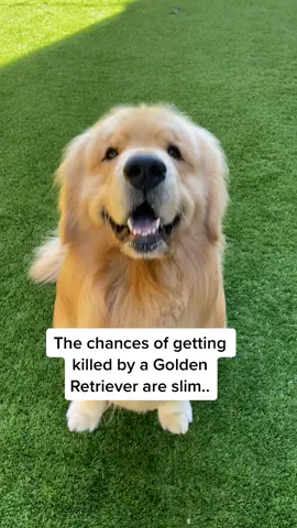 Jk, 💯% teddy bear! 😉 #tiktokdogs #lol #goldenretriever #foryou