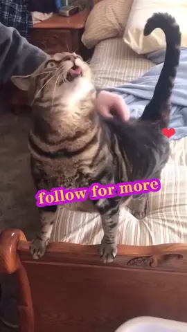 Touch him and he’ll meow meow meow 🐱 #cute #cat #cats #funnyvideos #lovecats #fyp