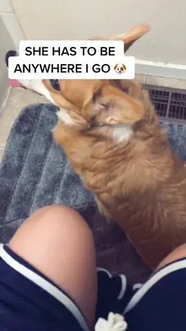 #cutie #dogsoftiktok #pet #SmallBite #ShredWithBillAndTed #fyp #foryoupage