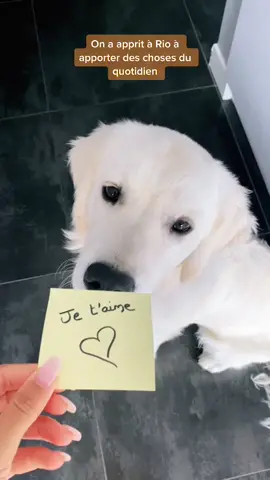 Prochaine étape ?🐶😍 #puppy #foryou #cute #goldenretriever