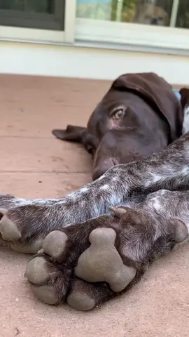 #pottytrainning #gsp #puppy #gsppuppies #tiktok #fypシ #fyp #foryoupage