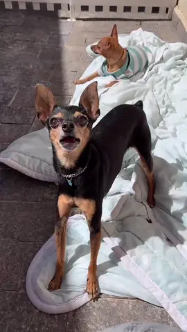 Aumo vcs ❤️❤️ Bjo do Zorro! 😘 #criarparaganhar #pets #pinscher