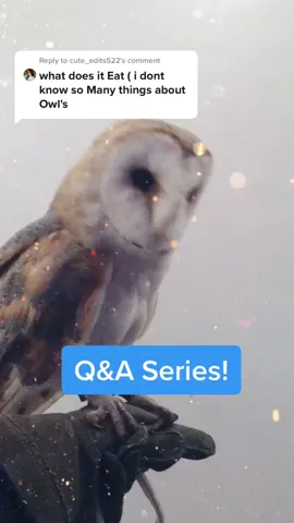 Reply to @cute_edits522  Good question, gets asked alot on the lives! ❤️❤️ #fyp #foryou #owl #QandA #videoreply
