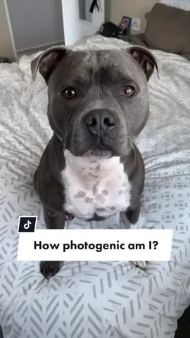 You, you think I’m cute? #photogenic #dog #foryou