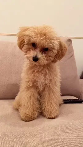 犬が反応する音ってやつやってみたら可愛すぎた🥺🤍我が家のボスくん🍦#犬のいる生活 #犬のいる暮らし #犬が反応する音 #犬が首を傾げる音