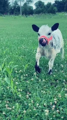 🥺#foryoupage #fyp #minicows #babymoo #minicowsoftiktok #lilly #minicow #babygirl #farm #farmlife #hello