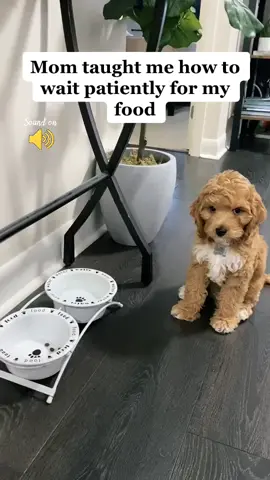 Watch until the end to see how smart I am ☺️🐾💙🐶 #minigoldendoodle#puppy #dogsoftiktok#doodle#fyp#foryoupage