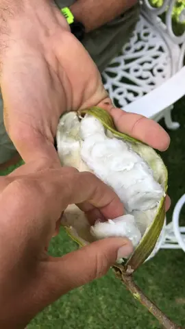 Ice cream bean also known as Inga 💚 kind of has a cotton candy texture and flavor #icecreambean #inga #miamifruit #rarefruit #exoticfruit #fruit #raw