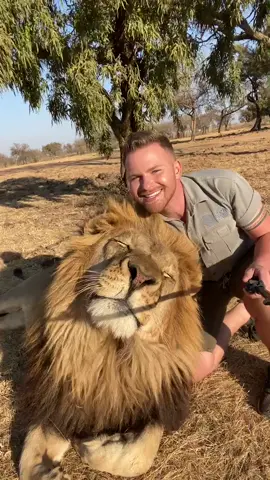Double tap on George’s nose if you think he’s cute! 🦁🐾🧡 #lion #shandorlarenty #tiktoksouthafrica #foryoupage #wildlife #MyPride #Love #fyp