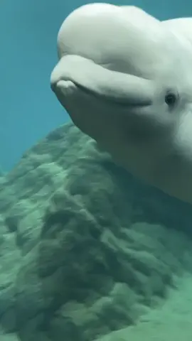 🐧+🐳 = BFF #foryou #fyp #georgiaaquarium