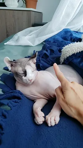 Bug Naked DGAF. #sphynx #cat #catsoftiktok