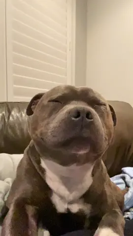 Prince sending good vibes #dogperson #fyp #foryoupage #staffordshirebullterrier