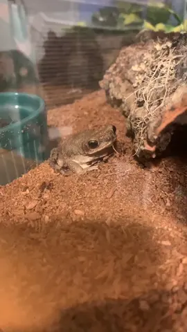 The babies at night 😌 I love seeing them all so active ❤️ #fyp #frogtiktok #frog #toad #toadtiktok #gecko #reptiles