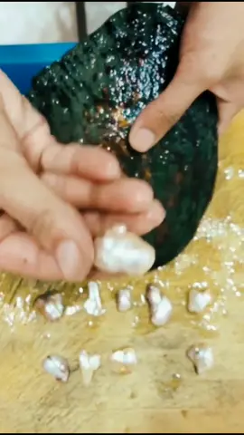 #typ #pearl #pearlfarm #foryou #pearlvpuri #foru Do you these think pearls are beautiful?Would you want to have it?