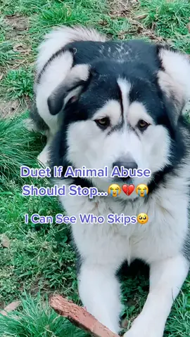 I Can See You Scroll😭💔🥺#fyp #4u #tiktok #foryoupage #dogperson #viral #trends #scc💚 #treatyourpet #tiktokdog #topdog #reallife