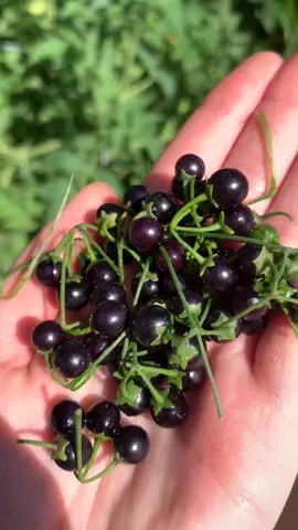 Deadly or edible? #nightshade #plant #garden #nature #Outdoors #foraging #blacknightshade