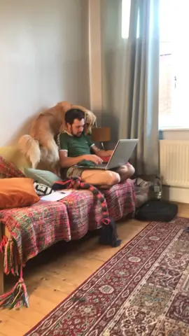 It’s the kicking the mouse off the laptop for me #TimeforTENET #foryou #foryoupage #puppy #goldenretriever #goldenboy