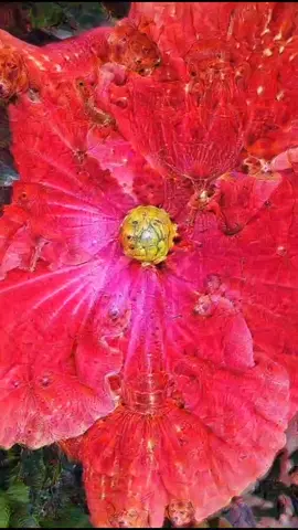 Viaje Floral #deepdream #illusion #flower #fyp #VoiceEffects