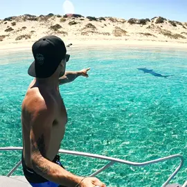tried to swim, drone, drive and contain stryda dog from jumping in with this big greater hammerhead shark all at once