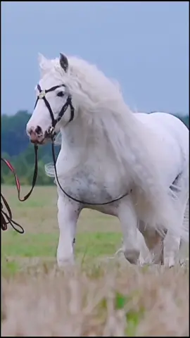 Тинкер Титан🖤 #москва #тинкер #лошадь #horse #equestrian #жеребец