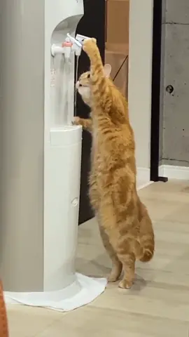 This cat is a genius... 😂 @tamayu_ #fyp #foryoupage #cat #animals