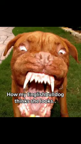 Far from vicious! 🤣🐶 #englishbulldog #tiktokdoggo #petlover