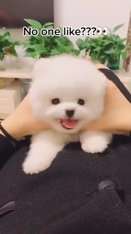 Am I ugly???😱🥺😭#dog #doglover #cutepuppy #puppy #pets #dogbabies #teacuppuppies #fyp