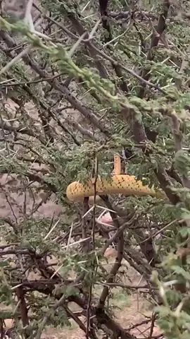 ثعبان الكوبرى في إحدى قرى #المجاردة #احد_ثربان #اكسبلور #اكسبلوررررر #محايل_عسير_ابها_الجنوب #محايل_عسير #worldphotographyday