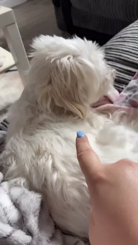 He’s just so used to me annoying him at this point 🤣 #dogchallenge #maltesedog #fyp