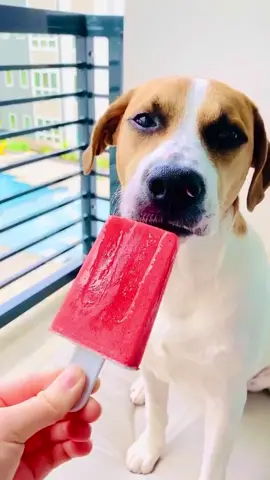 Strawberry banana peanut butter popsicles for your pups on a hot day!! 🌞🐶🧊🍓🍌🥜 #dogsoftiktok #dogsvideo #popsicles