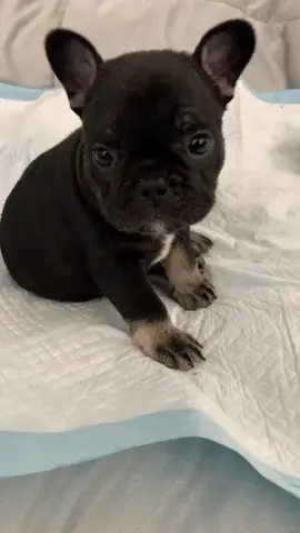 #frenchbulldog #paw #frenchie #frenchielife #frenchiesoftiktok #tiktokfrenchies #frenchbulldogpuppy #frenchbulldoglover #frenchbulldogsoftiktok